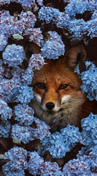 创意狐狸与花朵