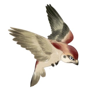 手绘小鸟彩色插画手绘鸟类