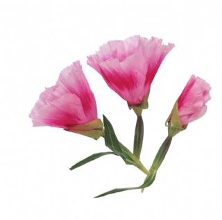 白底花卉花朵花瓣