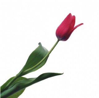 白底花卉花朵花瓣