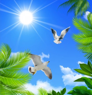 蓝天白云和飞鸽的图片图片