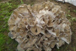 菌菇舞茸海报图片-图行天下素材网